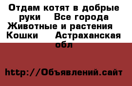 Отдам котят в добрые руки. - Все города Животные и растения » Кошки   . Астраханская обл.